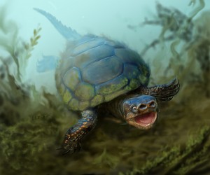 An artist's depiction of the turtle Arvinachelys goldeni as it would have appeared in life 76 milion years ago in southern Utah.