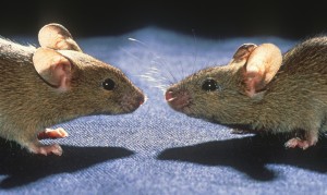 Two of the mice used in a sensitive new toxicity test developed at the University of Utah. A new study shows the test can detect cryptic genetic defects.