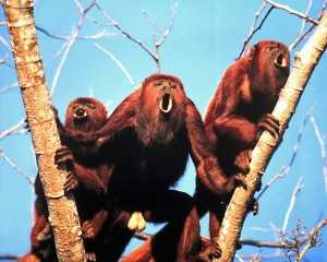 Howler monkeys of the species Alouatta arctoidea</I..