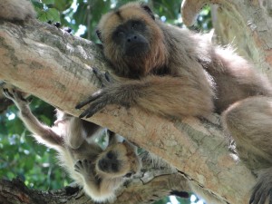 A mother and baby of the howler monkey species Alouatta caraya.
