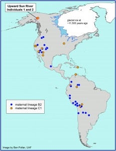 This map shows the location of the Upward Sun River site in Alaska where the remains of two infants were found in an 11,500-year-old burial. A new University of Utah analysis shows the infants belong to two genetic groups or lineages known as B2 and C1. The maps shows other Native American groups throughout the Americas that are part of the same lineages.