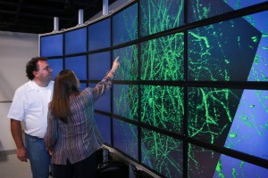 Alessandra Angelucci (right), a University of Utah professor of ophthalmology and visual science, and University of Utah computer science professor Valerio Pascucci stand in front of a computer model of a cluster of neurons scanned from a primate's brain. They have developed software that maps out a monkey’s brain and more easily creates a 3-D model, providing a more complete picture of how the brain is wired. This method of visualizing the brain could help medical researchers better understand what happens to the human brain after it is affected by conditions such as autism, depression, anxiety or retinal degeneration.