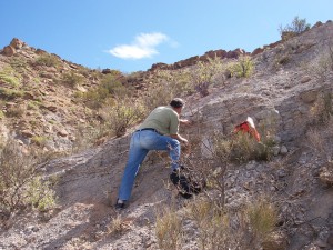 Co-author Farid Chemale samples a volcanic ash layer (tuff) in the Chañares Formation for radioisotopic dating.