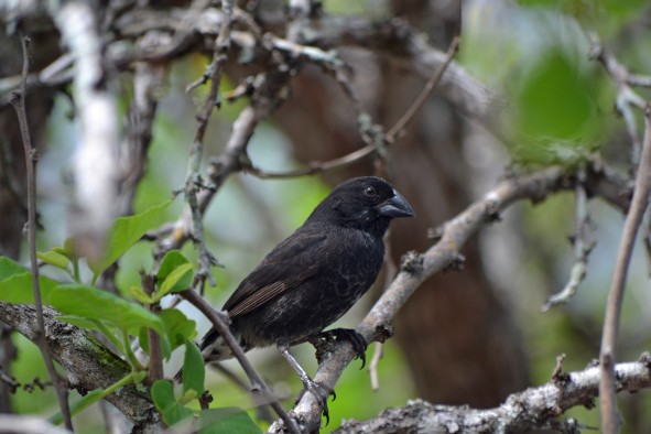 A male medium ground finch, one of at least 14 species of Darwin’s finches in the Galapagos Islands, Ecuador.