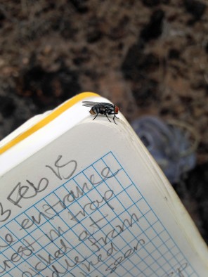 A fly of the species Philornis downsi, which infests the nests of Darwin’s finches in Ecuador’s Galapagos Islands.