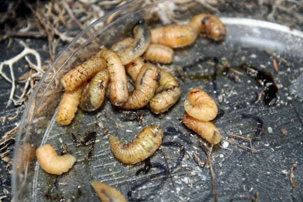 Larvae of parasitic nest flies that infest Darwin’s finches in Ecuador’s Galapagos Islands.