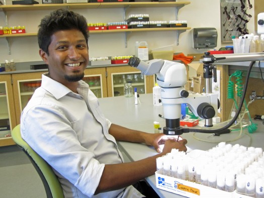 Nitin Phadnis, a University of Utah assistant professor of biology, has published a paper in the journal Science identifying a long-sought gene involved in forming new species. The gene normally kills hybrids of two closely related species of fruit flies, keeping the two species distinct.