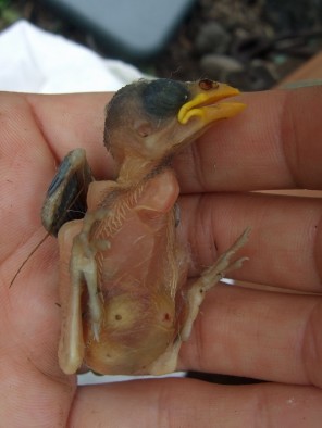 A medium ground finch nestling with eye and abdomen lesions caused by infestation with parasitic fly larvae.