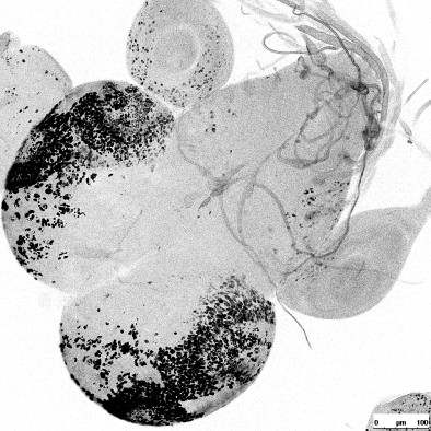 Microscope image of female larval brain of a hybrid of two fruit fly species. Female hybrids survive, but are sterile. Black dots show cells dividing as brain develops.