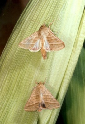 Adult male (top) and female (bottom) H. virescens moths on an ear of corn.
