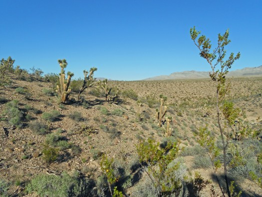 Creosote bushes in the Mojave Desert.