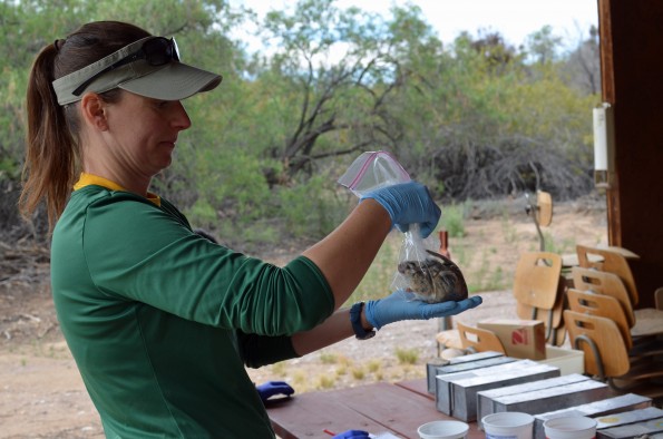 University of Utah biology doctoral student Patrice Kurnath prepares to weigh a captured desert woodrat.