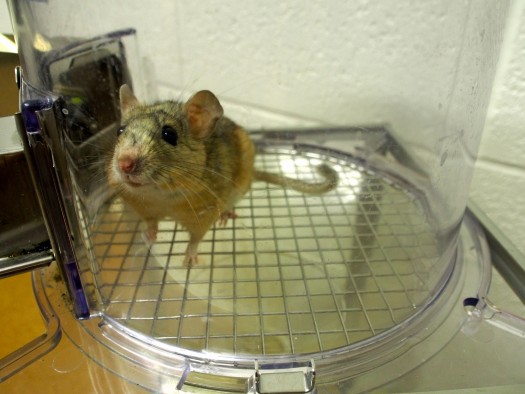 A desert woodrat at a University of Utah laboratory.