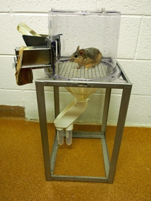 A desert woodrat in a metabolism cage at the University of Utah. The cage allows researchers to measure how much food and water the rat consumes and how much waste it produces.