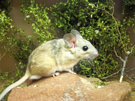 A desert woodrat.
