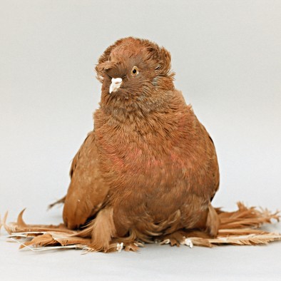 An English trumpeter breed of domestic pigeon with very large foot feathers, known as muffs.