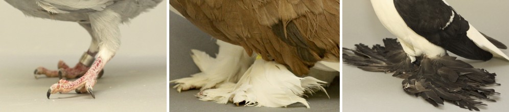 This collage shows the feet of three breeds of domestic pigeon: the scale-footed racing homer (left), and the feather-footed or muffed Indian fantail (center) and fairy swallow pigeon (right). A University of Utah study has shown that two previously known limb-development genes are responsible for foot feathers on pigeons, and that the genes essentially make the legs somewhat more wing-like.