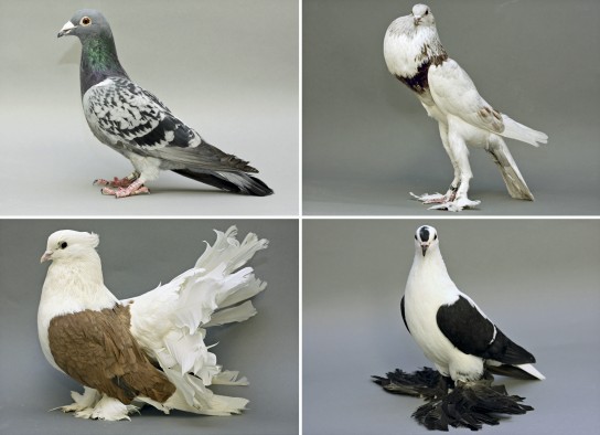 A collage of four breeds of pigeons shows two with scaled feet (top) and two with feathered feet, known as muffs (bottom). Top left is a racing homer. Top right is an English Pouter. Bottom left is an Indian fantail. Bottom right is a fairy swallow. Biologists at the University of Utah have shown how foot feathers develop in pigeon breeds in which a hindlimb development gene becomes less active and a forelimb or wing development gene becomes more active in the legs.