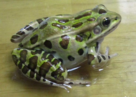 University of Utah researchers used leopard frogs like the one shown here to measure tiny voltages from single brain cells and learn how those cells learn to detect short sounds. Distinguishing short sounds from longer sounds is essential for humans to understand each other's speech and for animals to recognize each other's calls.