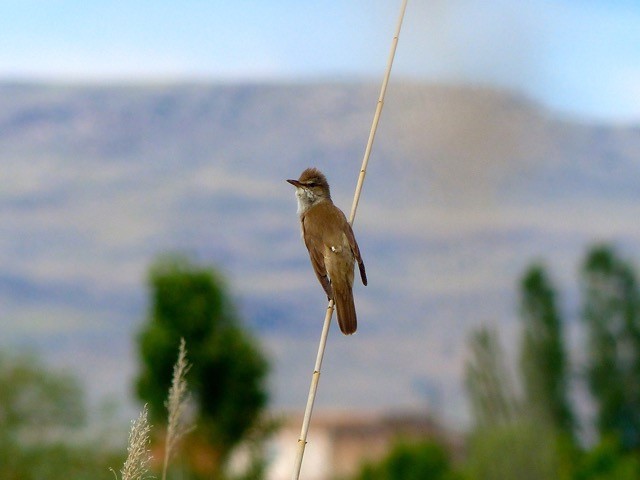 A great reed warbler.